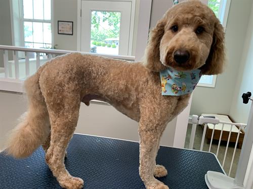 Look out ladies, Mr. Biscuit has been groomed! I think he knows he’s a handsome pup!