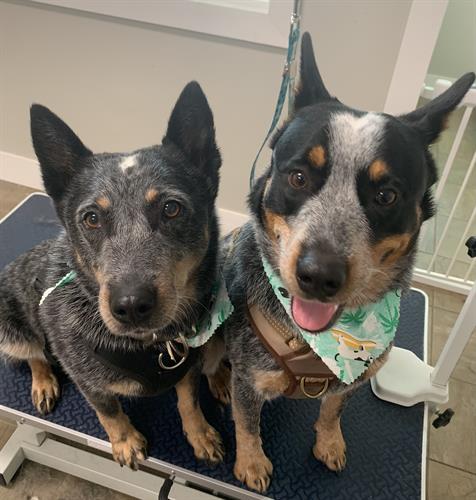 Meet Pecos (right). It was his first time visiting a groomer. His sister, Oaklee, was right there with him the whole time. She loves him!