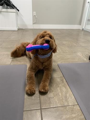 Playtime! After his groom, Tucker wanted to play for a few minutes before his mom came to pick him up. I’m so lucky to be able to spend my days with dogs!