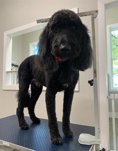 This is Mr. Wicket. He came in for a bath and a gentleman’s haircut. He’s looking forward to having a great Friday the 13th (he told me that he’s not superstitious) and he hopes you have a great one too! 