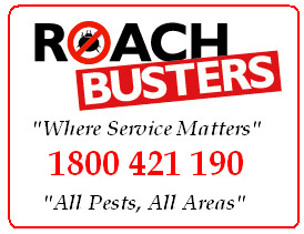 Gallery Image roach-busters-pest-control-services-australia-pest-control-c63c-300x0(1).jpg