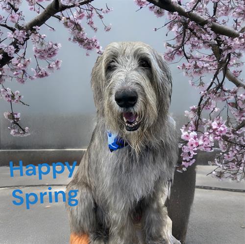 Irish Wolfhound