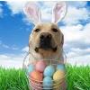 RUFF's Easter Brunch