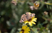 The Fascinating World of Bugs at the Susi Q Center