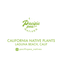 Pacific Pea Natives