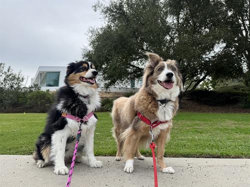 Laguna Beach Local Students “Bella” and “Jasper”