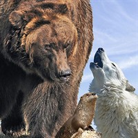 Grizzly & Wolf Discovery Center