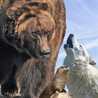 Grizzly & Wolf Discovery Center