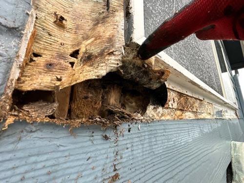 Dry rot damage discovered during an inspection in Vancouver, WA – identifying areas in need of repair to prevent further structural issues.