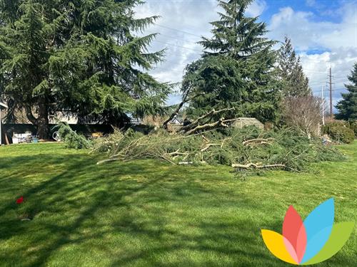 Tree removal in progress in Portland, OR– clearing space for a safer and more open yard.