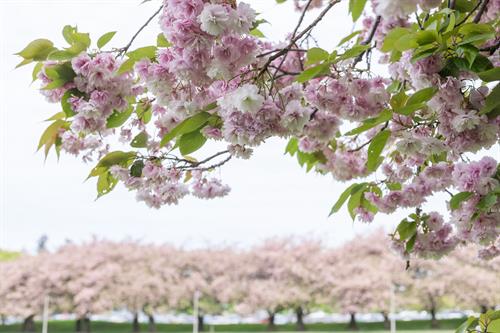  More than 100 cherry trees at Clark College were donated by the late John Kageyama, former president of America Kotobuki Electronics