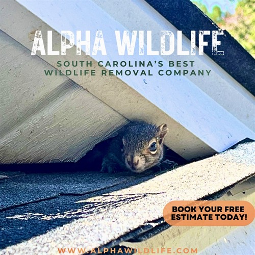 Squirrel removal services