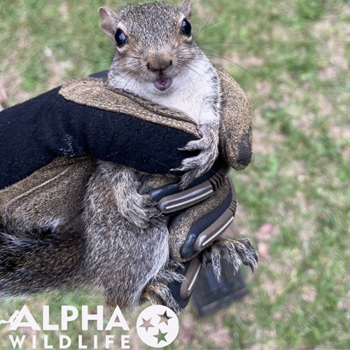 Squirrel Removal Services