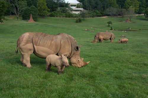 Rhinos on the Watani Grasslands