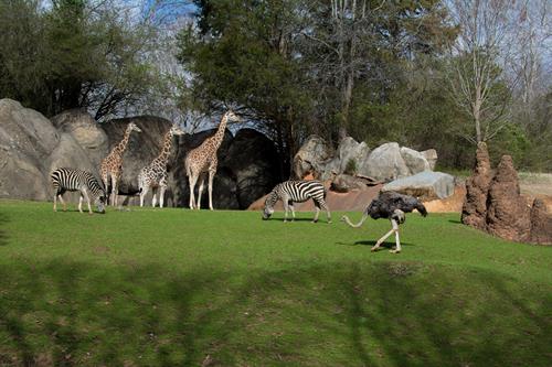 Zebra ostrich and giraffes