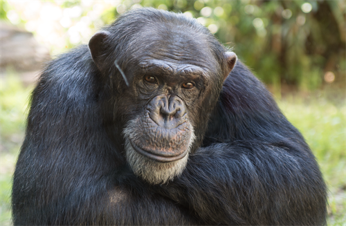 Male chimpanzee at the North Carolina Zoo