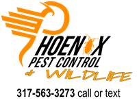 Phoenix Pest Control Phoenix Pest Control