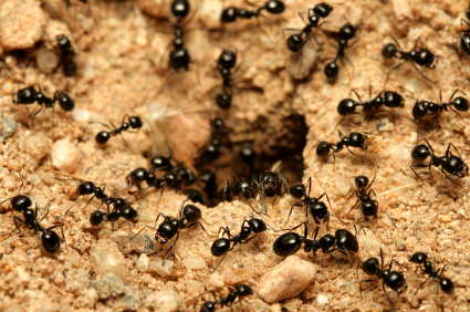 Ants in your pants? Let us help you!