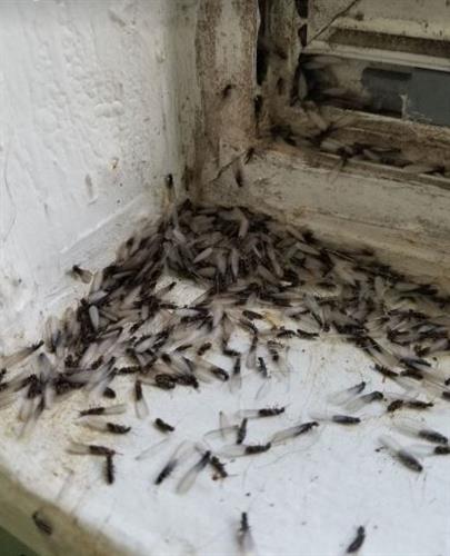termites in Spring Hill home