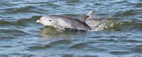 Tybee Island Dolphins