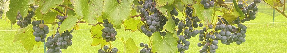 Priam Vineyards a Winiarski Family Vineyard