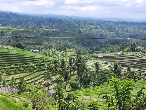 Rice Terraces in Bali