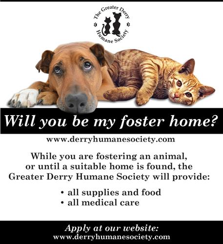 Foster Homes Are Always Needed