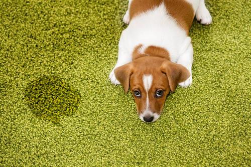 Pet Clean-Up, Stain Removal & Disinfectant