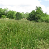 Cooper Spring Nature Park Fish Fry Fundraiser