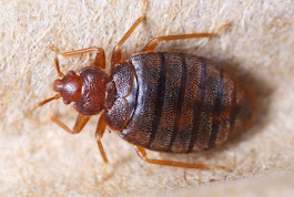Gallery Image Bedbug_image.jpg