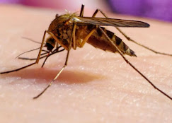 Gallery Image MOSQUITO_IMAGE.jpg