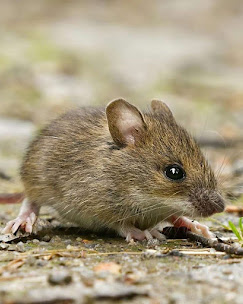 Gallery Image MOUSE_IMAGE.jpg