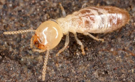 Gallery Image Termite_image.jpg