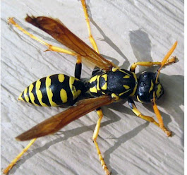 Gallery Image YELLOW_JACKET_IMAGE.jpg
