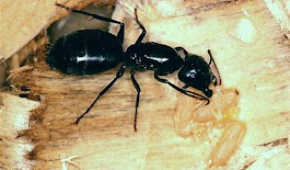 Gallery Image carpenter_ant_shiny_image.jpg