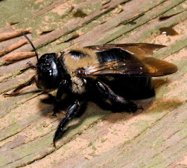 Gallery Image carpenter_bee_image.jpg