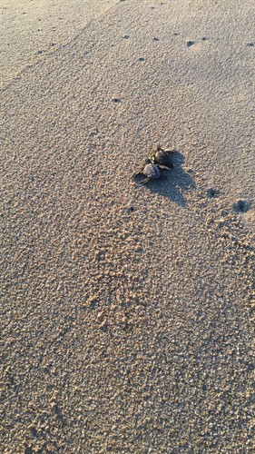 Releasing baby sea turtles San Jose del Cabo