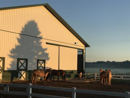 Gallery Image Copy_of_Barn_Morning.jpg