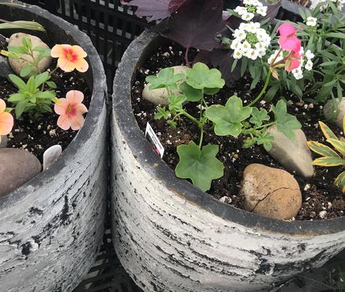 Along with flowers and plants, we feature unique planters, garden tools, and soil amendments.