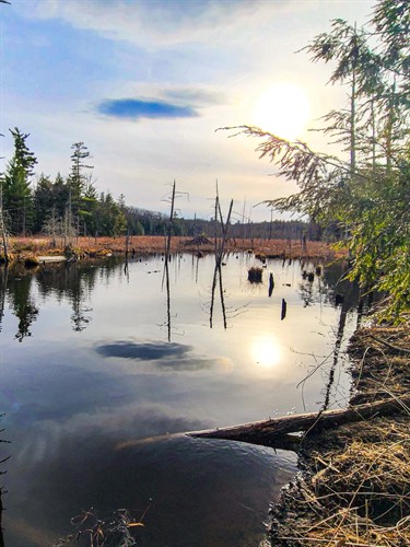 This beaver pond is located just a short hike from Nature’s Edge Bistro restaurant at Artisanal Brew Works in Saratoga Springs. Note this photo was used as the background for our food menu.
