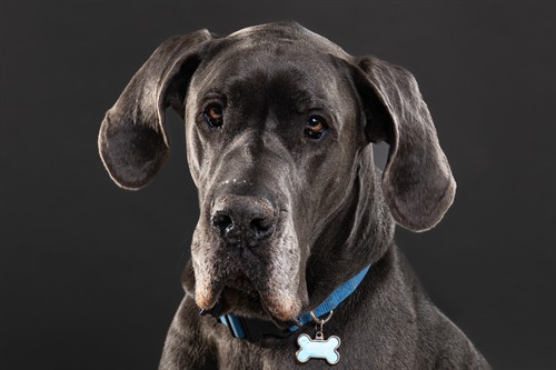 Pet Photography
