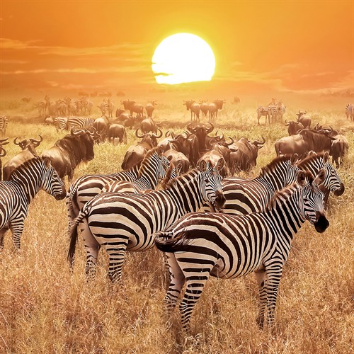 Gallery Image African-Safari-Vacation.jpg