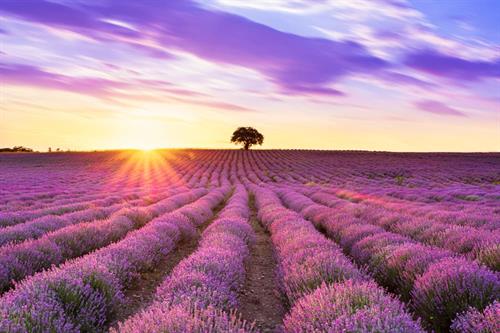 Gallery Image Lavender-Fields-in-Fredericksburg-Texas.jpg