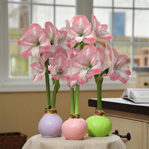 Bloomaker Spring Waxed Amaryllis