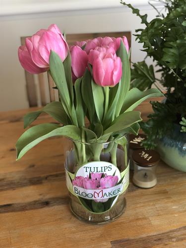 Bloomaker Long Life Tulips Pink