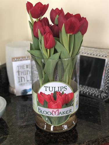 Bloomaker Long Life Tulips Red