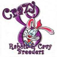 Crazy 8 Rabbit Show