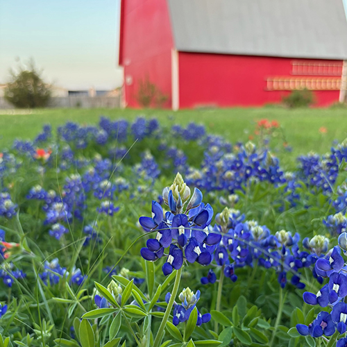 Bluebonnets and the Red Barn