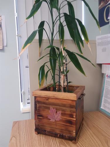 Class Plant Class Plant