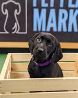 Pet Place Market